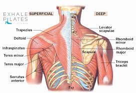 Deltoid (posterior and middle head) moves the upper arm sideways (abduction), brings it to the body (adduction), extends it backward and rotates it outwards (external rotation). Diagram Shoulder Muscles Koibana Info Muscle Anatomy Shoulder Anatomy Shoulder Muscle Anatomy