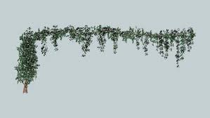 3d Warehouse View Model Vines Wisteria Model