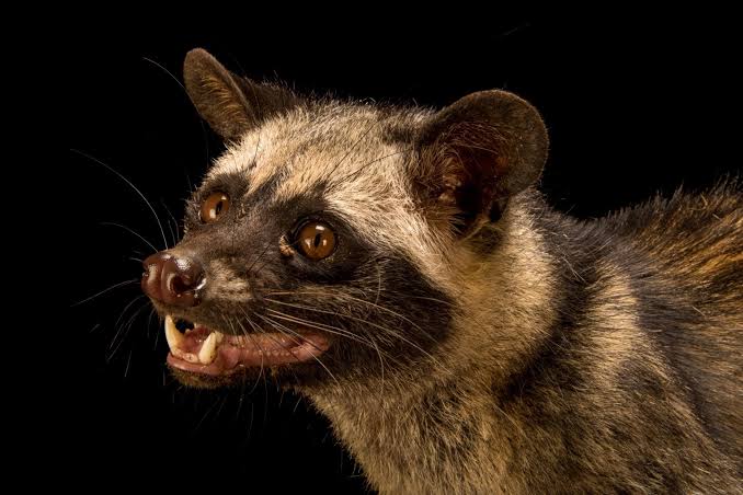 Common Palm Civet (Paradoxurus musangus musangus) - Joel Sartore