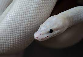 The striking white scales and blue eyes of this morph helps it stand out from all other ball python morphs that exist. Blue Eyed Leucistic Ball Python Bel Morph Care Sheet Everything Reptiles