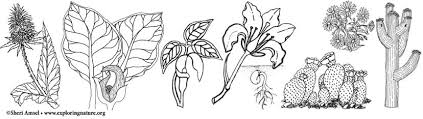 Beautiful designs with lilies, sunflowers and butterflies. Plants Plant Science And Wildflowers Coloring Pages