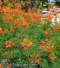 Caesalpinia pulcherrima • mature height: Caesalpinia Pulcherrima Peacock Flower Barbados Pride Dwarf Poinciana Barbados Flower Fence Gold Mohur Toptropicals Com
