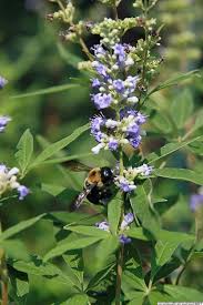 Image result for Vitex amaniensis