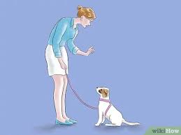 Check out our pitbull puppy selection for the very best in unique or custom, handmade pieces from our shops. 3 Ways To Train A Pit Bull Wikihow