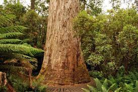 Selain itu, aktiviti penanaman sawit dan getah juga seringkali menyaksikan sebahagian besar kawasan hutan terpaksa digondolkan untuk membolehkan penanaman semula. 7 Pokok Tertinggi Di Dunia Salah Satunya Berada Di Malaysia Iluminasi