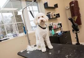 Savings represents a discount off the list price. Dog And Puppy Grooming With Spa Services Mercer County Hamilton