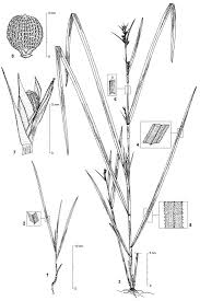 Image result for Scleria hispidula