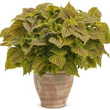 Image result for Coleus zombensis