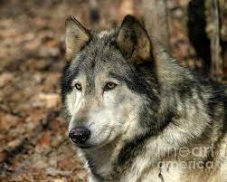 Alaskan Timber Wolf Portrait Print By Deborah Smith Timber Wolf Wolf Husky Wolf With Blue Eyes