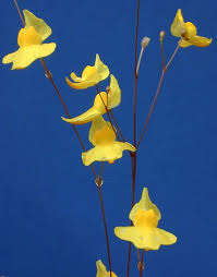 Image result for Utricularia subulata