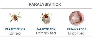 Image result for Tick Paralysis