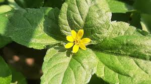 Image result for Calyptocarpus vialis