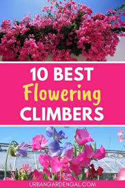 Keep soil moist throughout the growing season. 10 Beautiful Climbing Flower Vines Urban Garden Gal