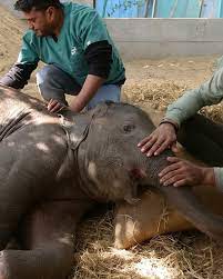 Orphaned elephant calf rescued in Botswana