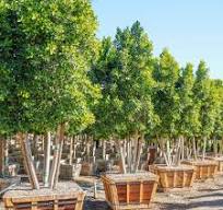 Multi Trunk Ficus nitida | Evergreen Tree | Moon Valley ...