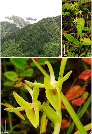 Image result for Habenaria hologlossa