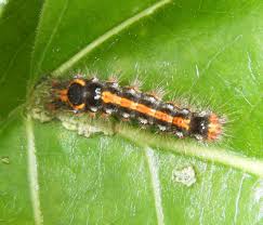 Red admiral caterpillars are dark, with jagged yellow markings on the side. Yellow Tail Naturespot