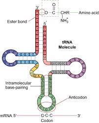 Aminoacyl Transfer Rna An Overview Sciencedirect Topics