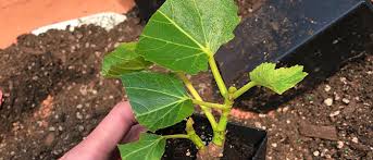 So, i wish i had read up about this in the fall. Helpful Tips For Potting Up Fruit Tree Cuttings One Green World