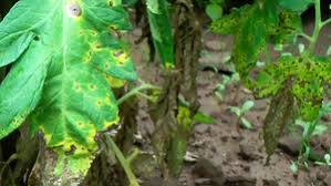 Image result for Septoria leaf spot of tomato