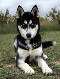 Black White And Brown Husky Siberian Huskies Tags Puppy Facts Funny Face Training Tips For Sale Red Black White Mix Tattoo Names C Siberian Husky Dog Husky Dogs Husky Puppy
