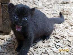 Panthera native to the americas. Experimental Theatre Awesome Cats Baby Panther Cats Cute Baby Animals