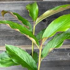 Image result for Laggera elatior