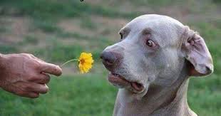 Dog Smelling Flower Funny Dog Memes Funny Animal Jokes Funny Dogs