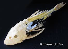 Hypostomus Plecostomus Suckermouth Catfish Skeleton Taxidermy Museum Quality In Display Plecostomus Tropical Fish Aquarium Catfish