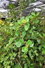 Image result for Cadaba natalensis