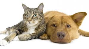 Time spent with cats is never wasted.. 50 Inspiring Quotes About Friendship Inc Com