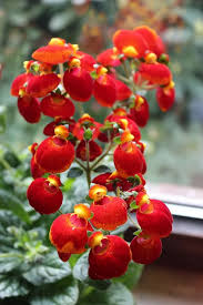 Image result for Calceolaria