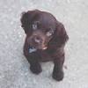 All puppies go home with their 1st vaccination, full and complete akc and boykin spaniel society registration, and a welcome package with tips for enjoying your new puppy. Https Encrypted Tbn0 Gstatic Com Images Q Tbn And9gcqzehanzsw190ryet52upu5yjlnv2ueizfz5wnfzbhdh54xlhrk Usqp Cau