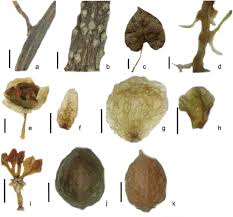 Image result for Tinospora tenera