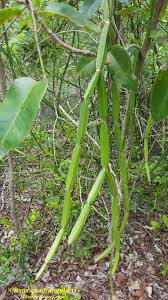 Image result for Cissus quadrangularis