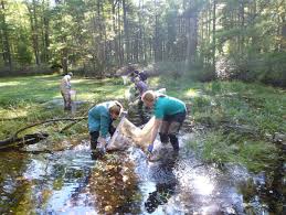 Promoting Amphibian Conservation through the College Classroom: Detection  of Batrachochytrium dendrobatidis among Local Amphibia