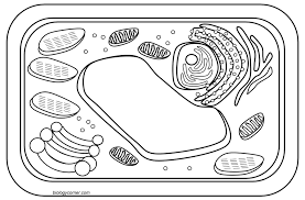 Entdecke rezepte, einrichtungsideen, stilinterpretationen und andere ideen zum ausprobieren. Plant Cell Coloring