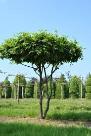 Vormbomen 9 Baume Garten Straucher Garten Garten