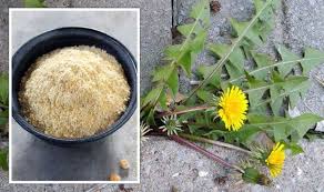 Why would cornmeal kill weeds? Gardening Experts Share How To Use Cornmeal Rubbing Alcohol And Mulch To Remove Weeds Express Co Uk