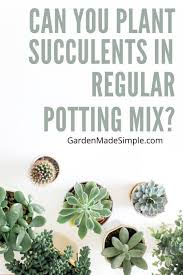 You need to learn more about your cactus plant in order to choose the best soil what makes cactus soil different from the other potting soil that you can find in. Can You Plant Succulents In Regular Potting Mix Garden Made Simple