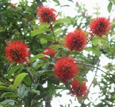 Image result for Combretum constrictum