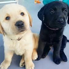 Temperament pros and cons exercise training sociability grooming health puppies. Labrador Retrievers Puppies For Adoption Posts Facebook