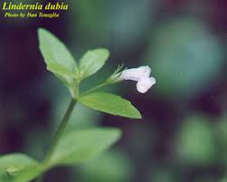 Image result for Linderniaceae