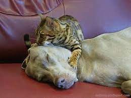 Xx$/ 5 ore de munca). Cute Dog Gifs Dog Animation Dog Gifs Animals