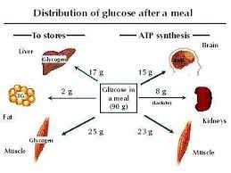 For Free Access To The Advanced Guide To Nutrition And Many More Resources Sign Up Here Www Nutri Magnets Com Medical Notes Carbohydrates Exercise Physiology