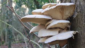 Momenti e temi della mostra micologica e della giornata dedicata ai funghi Funghi Pleurotus Caratteristiche E Proprieta Delle Cosiddette Orecchiette