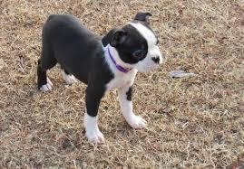 Boston terrier puppies for sale. Boston Terrier Puppies For Sale Jacksonville Fl Boston Terrier Puppy Terrier Puppies Boston Terrier