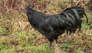 This rare breed is entirely black from head to feet (and. Black Chicken Get To Know Ayam Cemani Hobby Farms