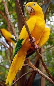 gokkusaginin tum renkleri papaganlar muhabbet kusu turkiye nin en buyuk muhabbet kusu platformu beautiful birds pet birds parrot