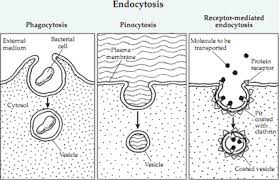 When would a cell use endocytosis? Plant Life Endocytosis And Exocytosis